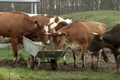 Die Besonderheiten der ökologischen Milchviehhaltung