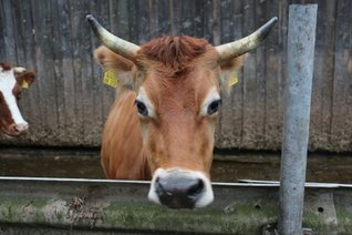 Vorschau Ökologische / Nachhaltige Milchviehhaltung