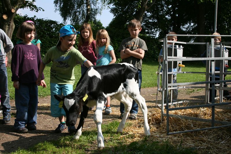 Schüler streicheln ein Kälbchen auf der Weide