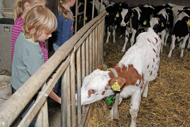 Kinder begrüßen Kälber in der Gruppenhaltung