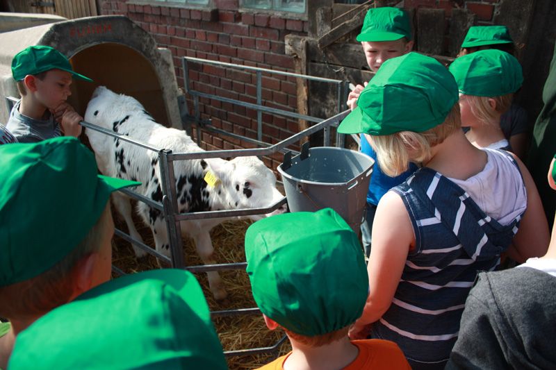 Kinder besuchen ein Kälbchen im Stall