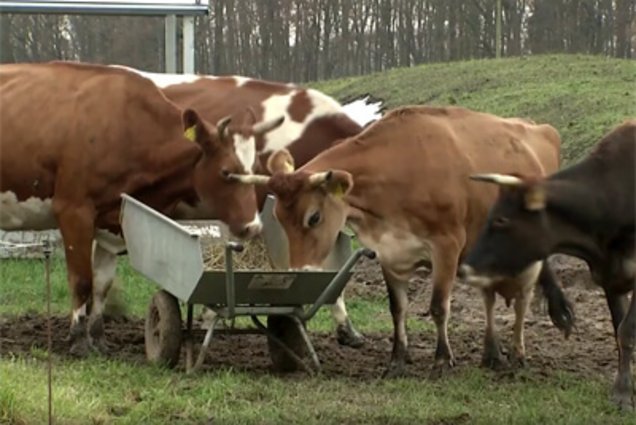 Die Besonderheiten der ökologischen Milchviehhaltung