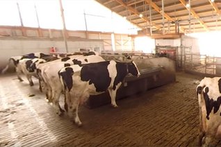 Ein 360° Rundgang durch einen Milchviehstall