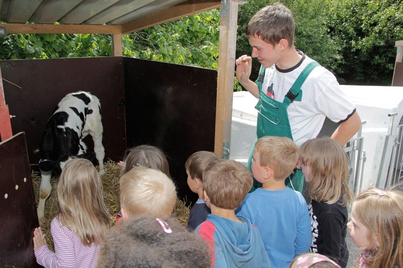 Der Bauer zeigt den Kindern ein Kälbchen in seiner Box